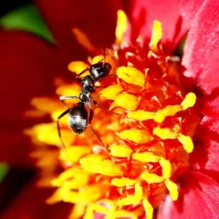 Nachbestellung Ameisenstaat, 1 Königin und Arbeiterinnen