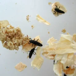 Nachbestellung Marienkäfer-Larven, 10-15 Stück