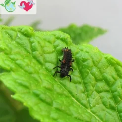 Nachbestellung Marienkäfer-Larven, 10-15 Stück