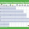 Nachbestellung Schmetterlings-Raupen, 5 Stück