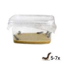 Nachbestellung Schmetterlings-Raupen, 5 Stück