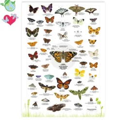 Naturposter A2 "Schmetterlinge"