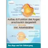 Poster A2 "Das Auge und der Sehvorgang"