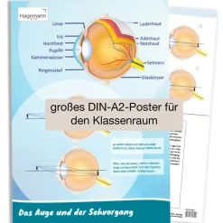 Poster A2 "Das Auge und der Sehvorgang"