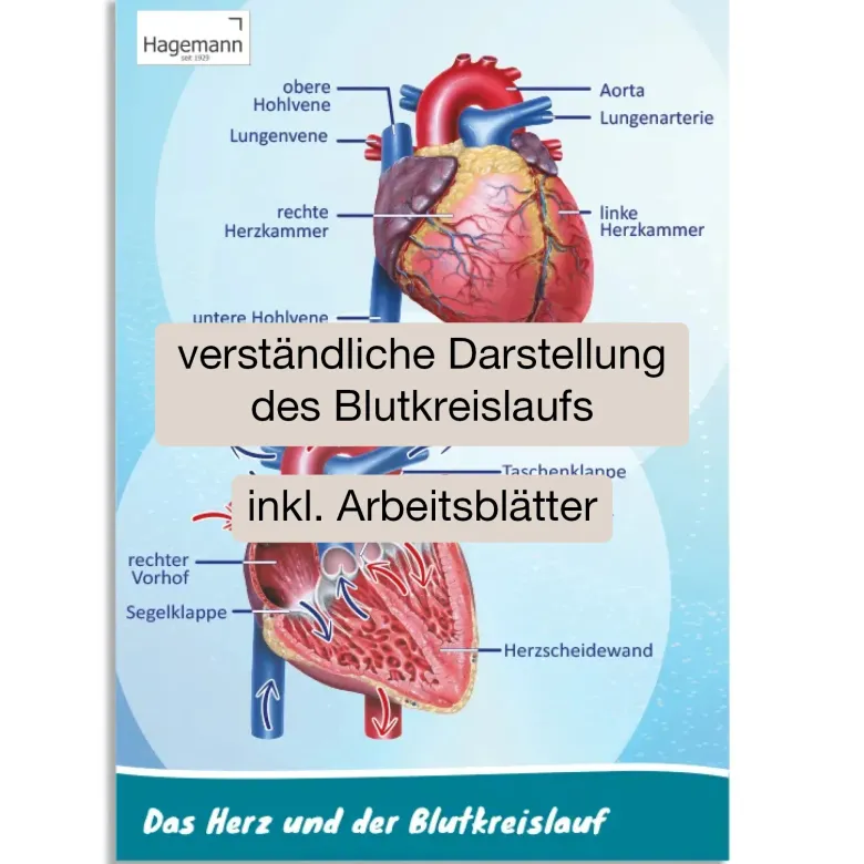 Poster A2 "Das Herz von innen und außen"
