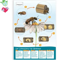 Poster A2 "Lebenszyklus Wildbiene"