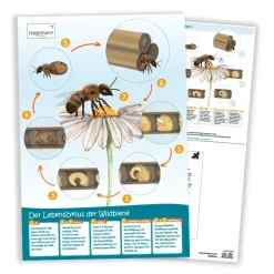 Poster A2 "Lebenszyklus Wildbiene"