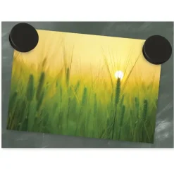 Set Haft-Magnete farbsortiert, 24 mm ø, 50-tlg.