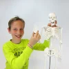 Skelett mit Stativ, 85 cm
