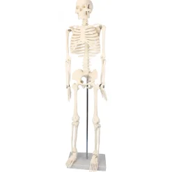 Skelett mit Stativ, 85 cm