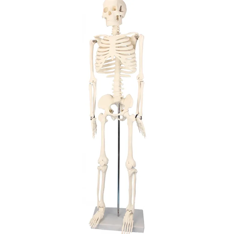 Skelett mit Stativ, 85 cm