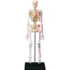 Skelett mit Stativ, 24 cm, 41-tlg.