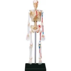 Skelett mit Stativ, 24 cm, 41-tlg.