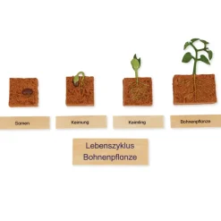 TimeTEX Lebenszyklus Bohnen-Pflanze, in Holzbox "Montessori Premium"