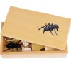 TimeTEX Lebenszyklus einer Ameise, in Holzbox "Montessori Premium"