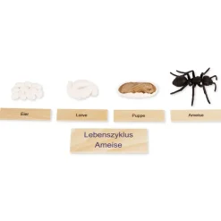 TimeTEX Lebenszyklus einer Ameise, in Holzbox "Montessori Premium"