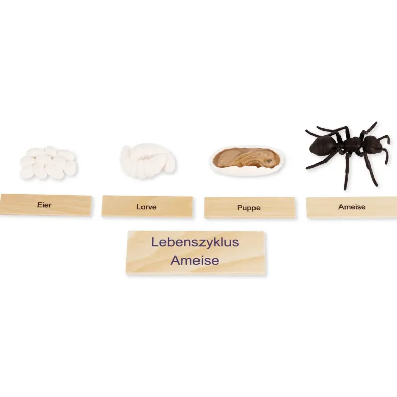 TimeTEX Lebenszyklus einer Ameise, in Holzbox "Montessori Premium"