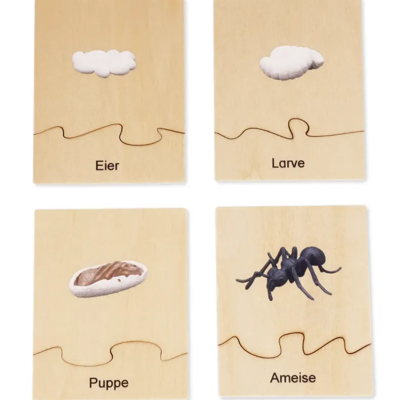 TimeTEX Lebenszyklus einer Ameise, in Holzbox "Montessori Premium"
