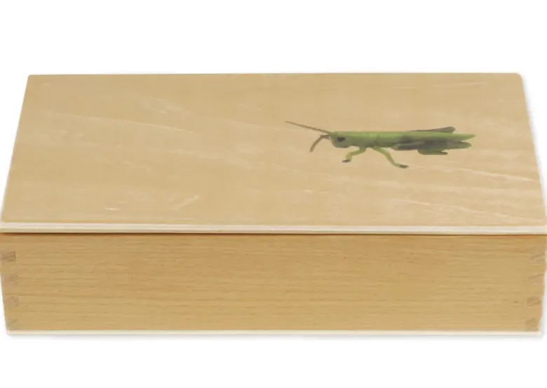 TimeTEX Lebenszyklus einer Heuschrecke, in Holzbox "Montessori Premium"