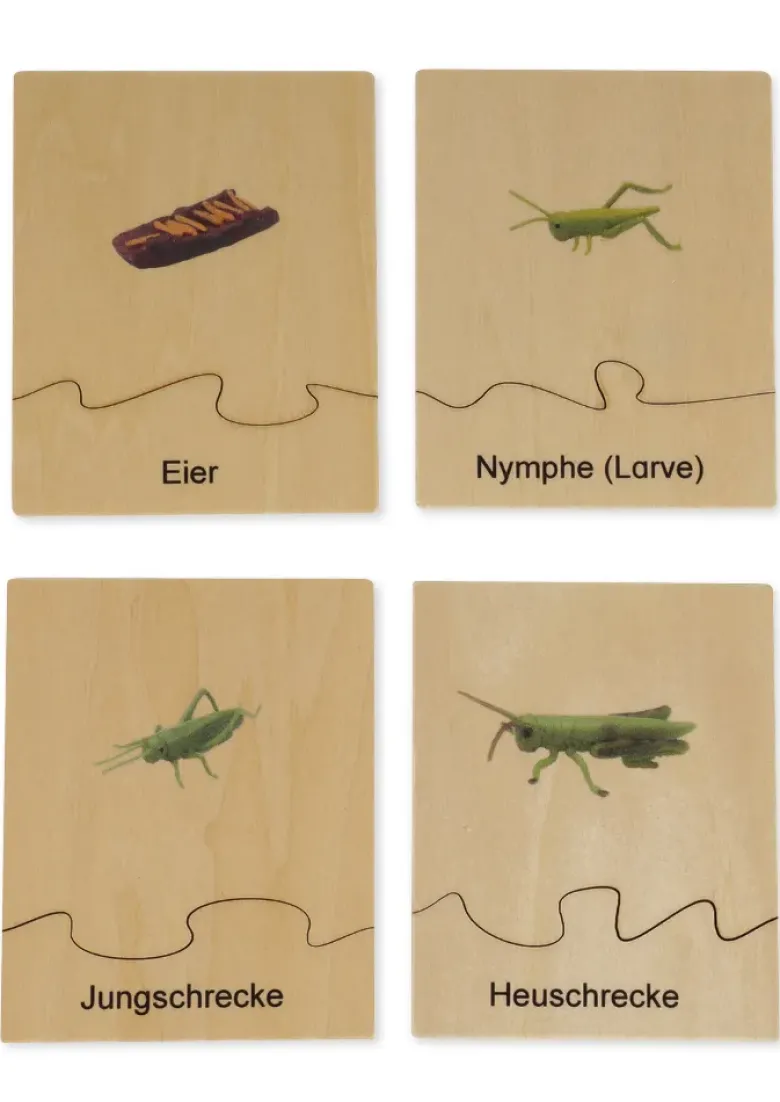 TimeTEX Lebenszyklus einer Heuschrecke, in Holzbox "Montessori Premium"