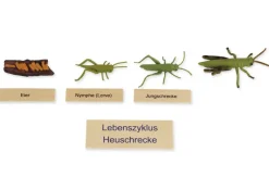 TimeTEX Lebenszyklus einer Heuschrecke, in Holzbox