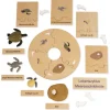 TimeTEX Lebenszyklus einer Schildkröte, in Holzbox "Montessori Premium"