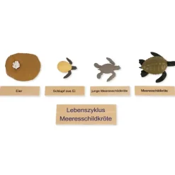 TimeTEX Lebenszyklus einer Schildkröte, in Holzbox 