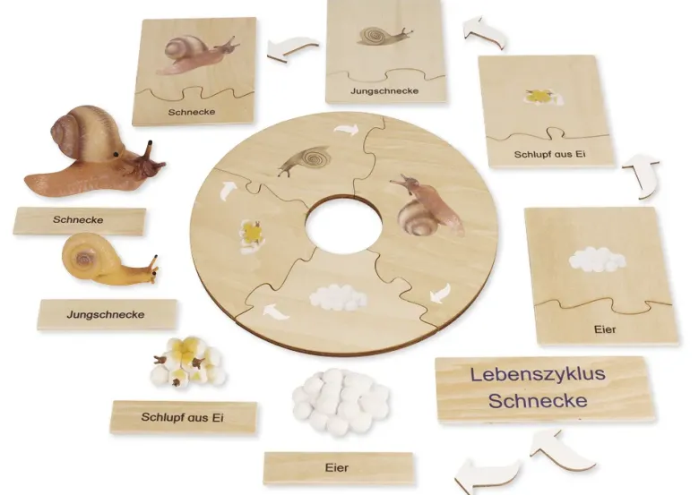 TimeTEX Lebenszyklus einer Schnecke, in Holzbox "Montessori Premium"