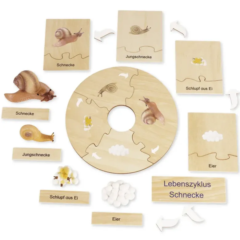 TimeTEX Lebenszyklus einer Schnecke, in Holzbox "Montessori Premium"