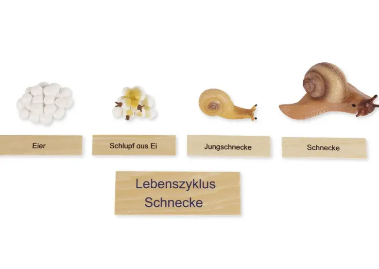 TimeTEX Lebenszyklus einer Schnecke, in Holzbox "Montessori Premium"