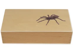 TimeTEX Lebenszyklus einer Spinne, in Holzbox "Montessori Premium"