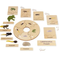 TimeTEX Lebenszyklus eines Frosches, in Holzbox "Montessori Premium"