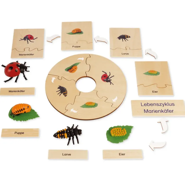 TimeTEX Lebenszyklus eines Marienkäfers, in Holzbox "Montessori Premium"