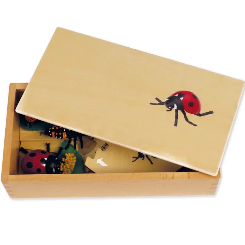 TimeTEX Lebenszyklus eines Marienkäfers, in Holzbox "Montessori Premium"