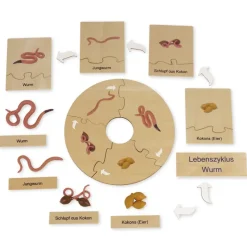 TimeTEX Lebenszyklus eines Regenwurms, in Holzbox "Montessori Premium"