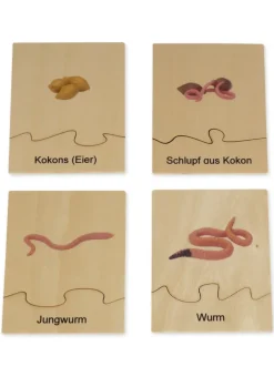TimeTEX Lebenszyklus eines Regenwurms, in Holzbox