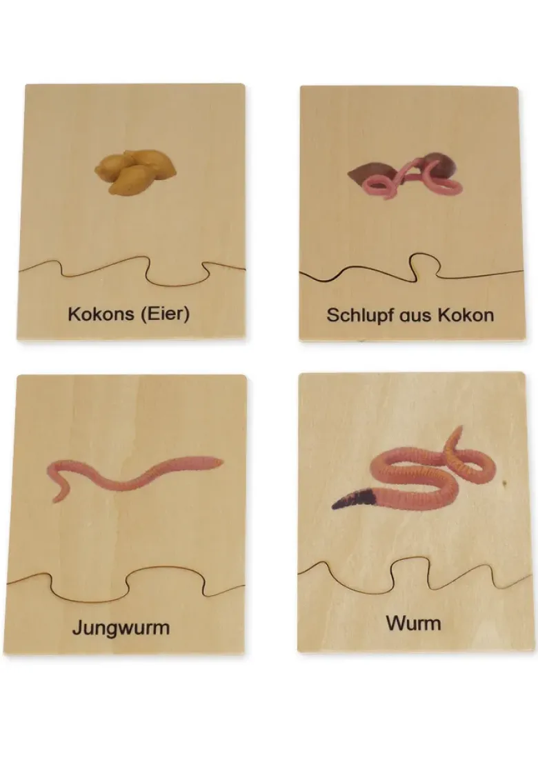 TimeTEX Lebenszyklus eines Regenwurms, in Holzbox "Montessori Premium"