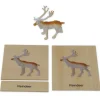 TimeTEX Mini-Tiere-Set Europa "Montessori Premium"