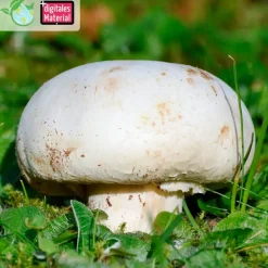 Zuchtset "Champignons weiß", Pilze