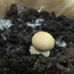 Zuchtset "Champignons weiß", Pilze