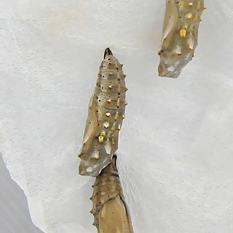 Zuchtset "Schmetterlinge", Starter-Set, 5-tlg.