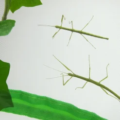 Zuchtset "Stabschrecken", 3-tlg.
