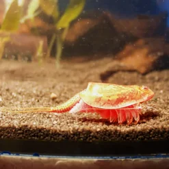Zuchtset "Triops", 6-tlg.