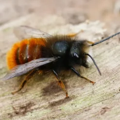 Zuchtset "Wildbienen" kompakt zum Aufklappen, Rote Mauerbiene, 4-tlg.