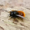 Zuchtset "Wildbienen mit Kokons", Gehörnte Mauerbiene, 5-tlg.