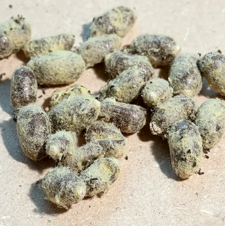Zuchtset "Wildbienen mit Kokons", Rote Mauerbiene, 5-tlg.